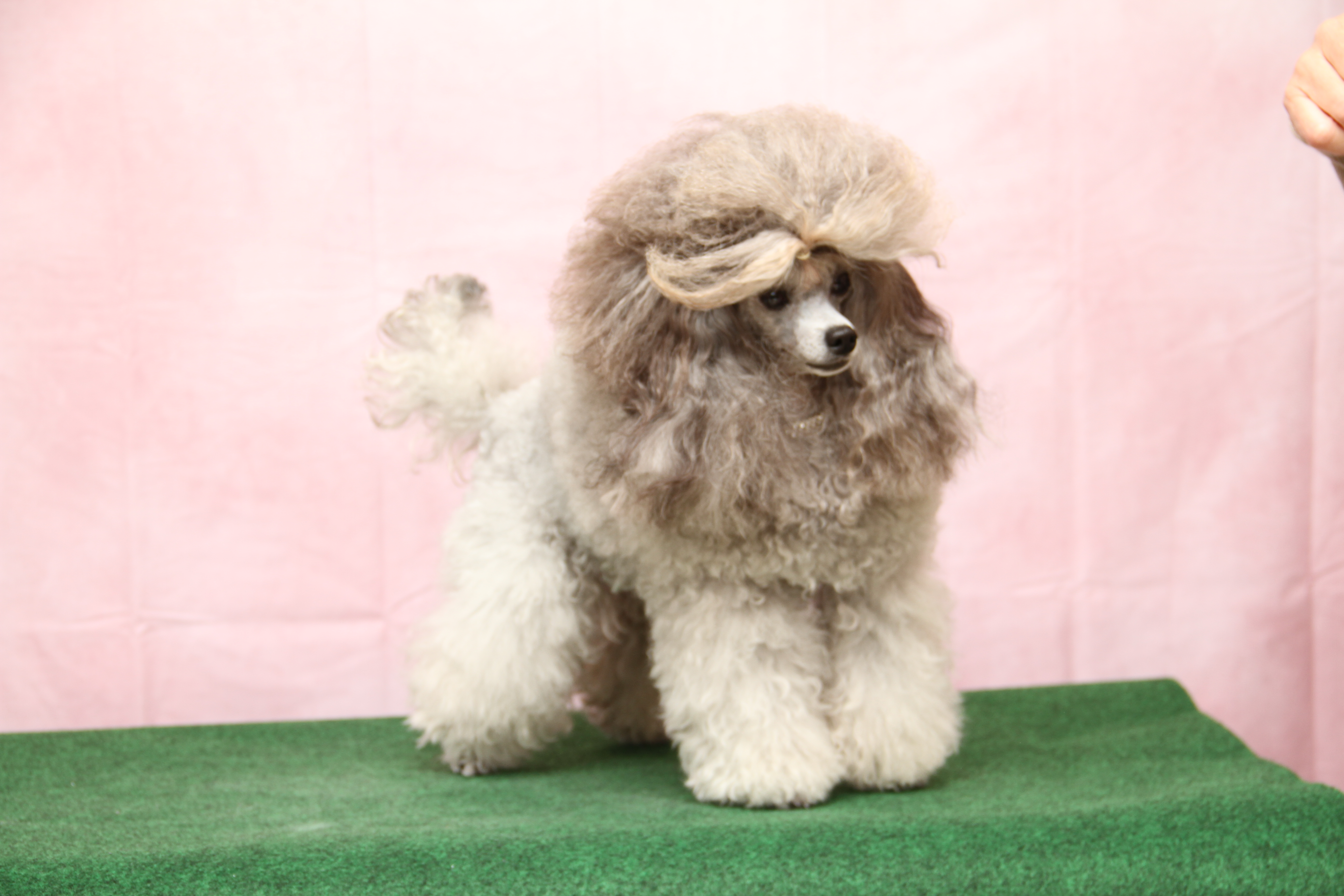 Grace Kelly di Mi ViDa